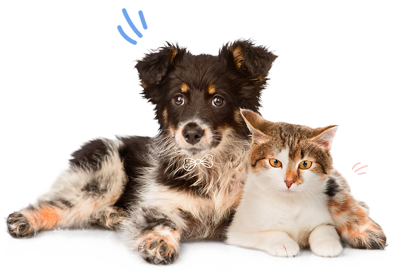 Perro y gato Kaipet