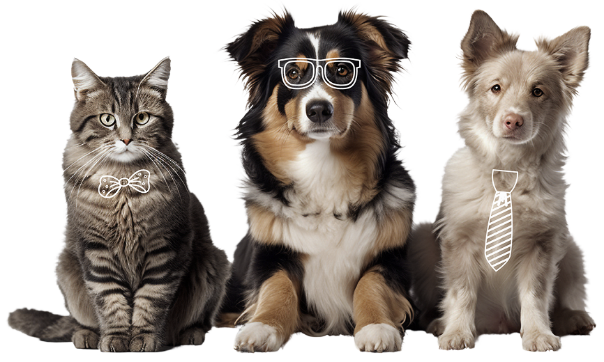 Mascotas Kaipet