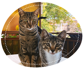 Panther y Freddy, los gatos de Kaipet