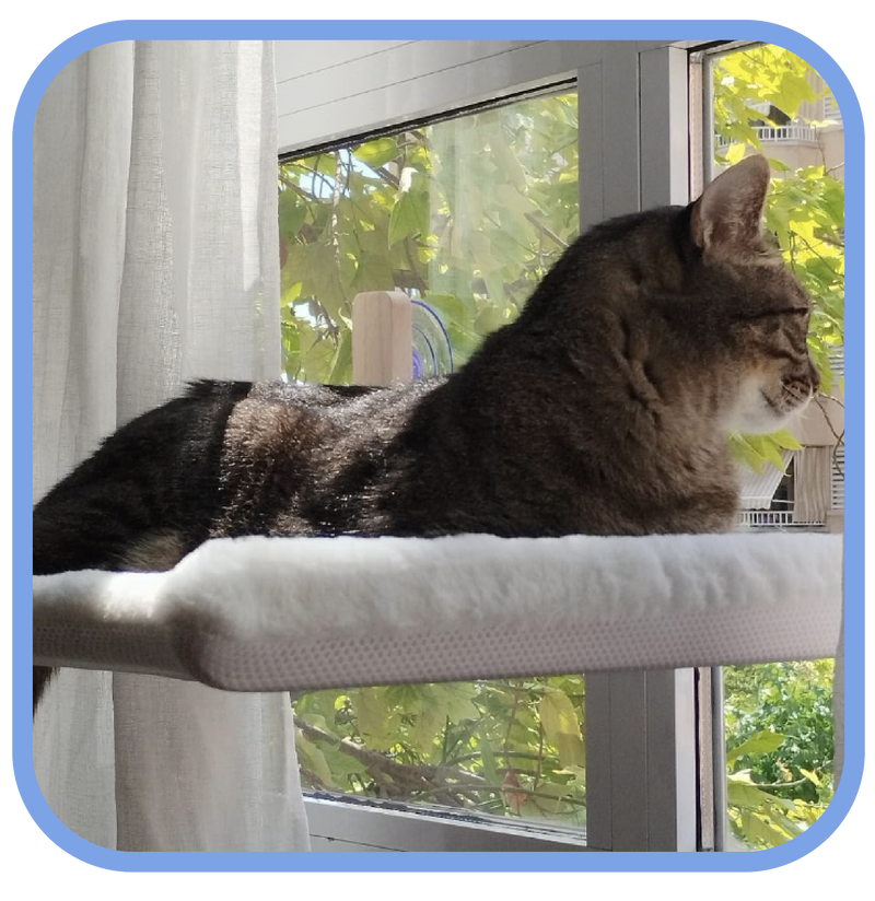 Gato observando por la ventana desde su hamaca Kaipet
