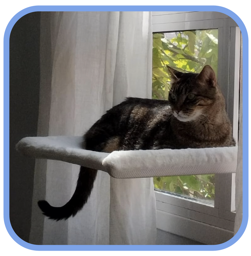 Gato atigrado tumbado en su hamaca de ventana Kaipet